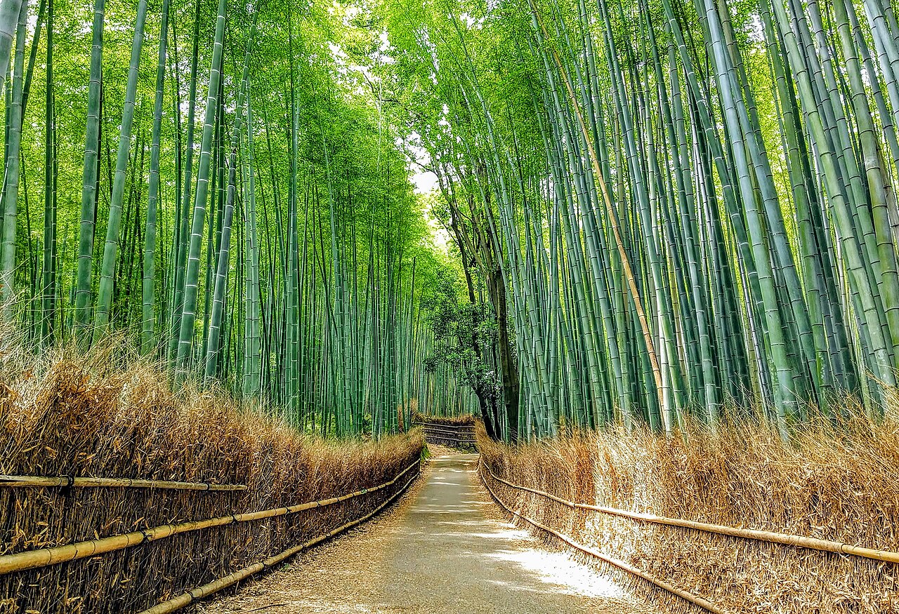 Arashiyama - The Sagano bamboo forest in Arashiyama