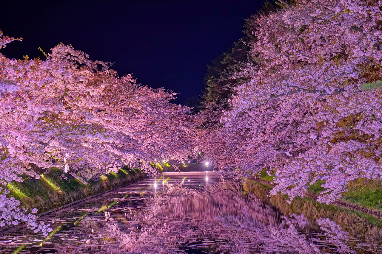 Hirosaki Castle - Illuminated cherry blossoms reflected in the moat of Hirosaki Castle