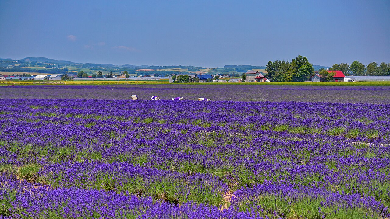 Farm Tomita - Lavender fields in full bloom at Farm Tomita in Furano, Hokkaido