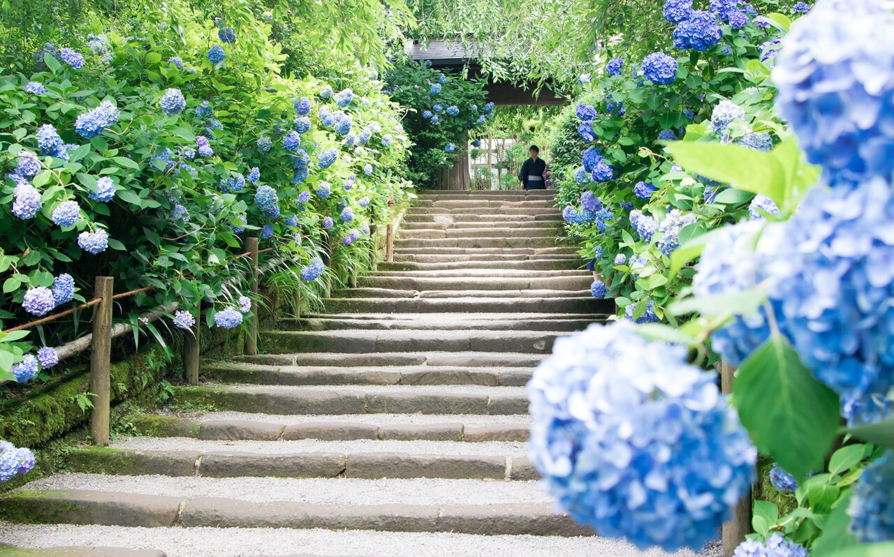 Meigetsuin - Blue hydrangeas lining the stone steps of Meigetsuin in Kamakura