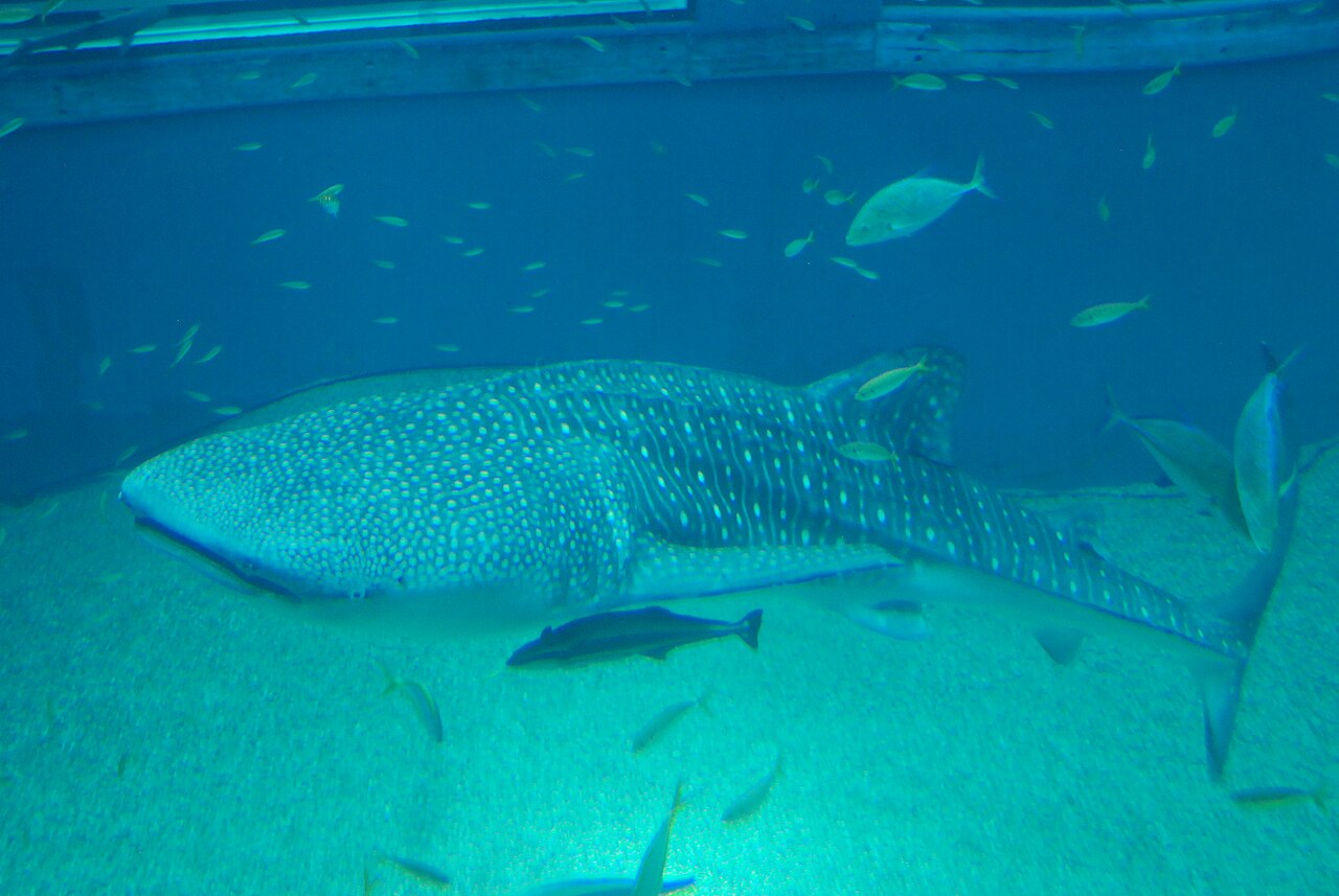 Osaka Aquarium Kaiyukan - A whale shark in the central Pacific Ocean tank