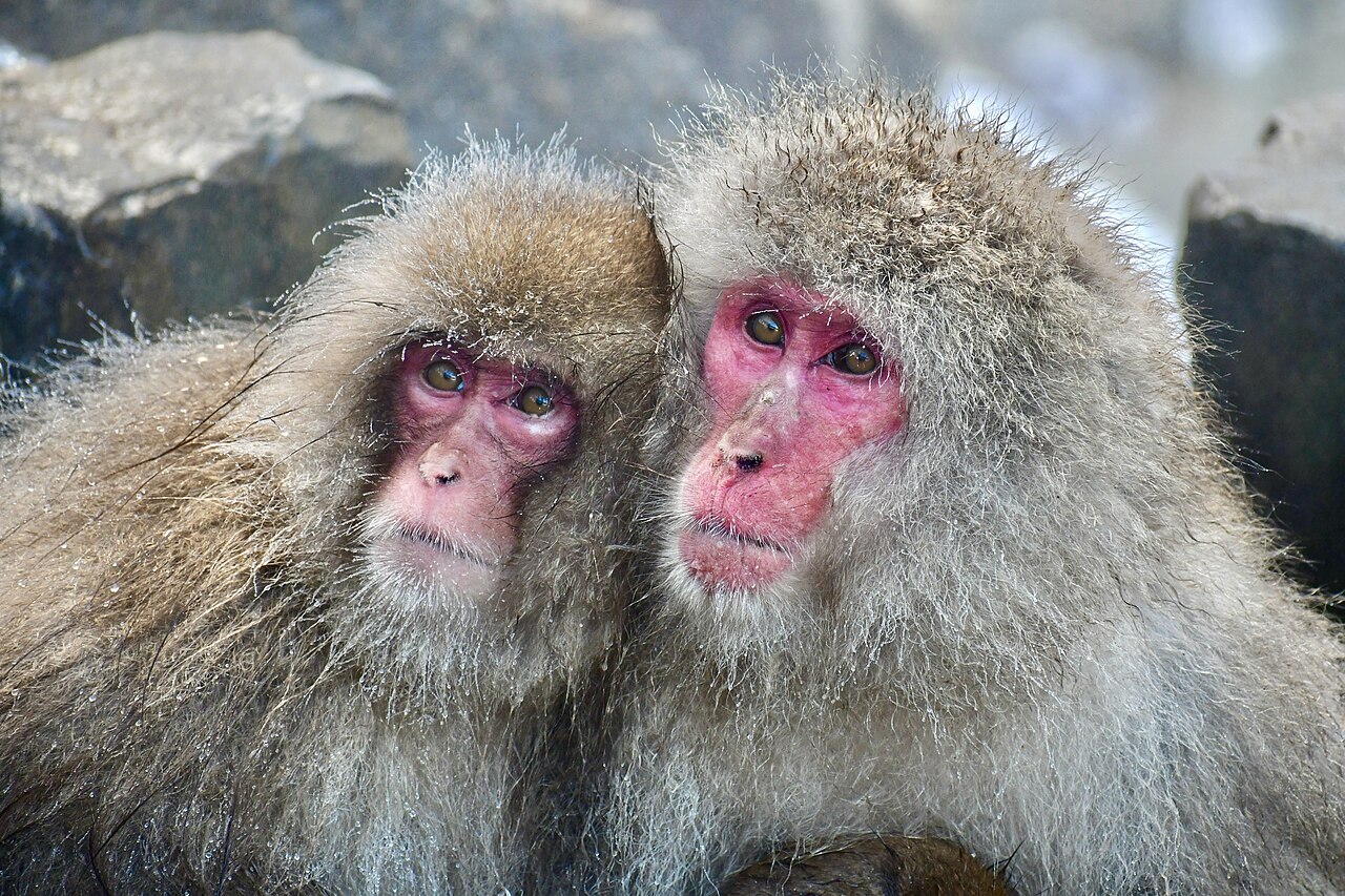 Jigokudani Monkey Park - Two snow monkeys warming up in the hot spring at Jigokudani